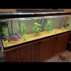 Aquariums 