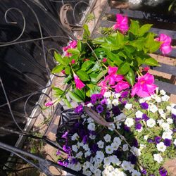 Flowers For Half Price 