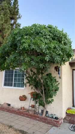 Chaya Tree
