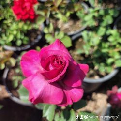 Rose Bush 