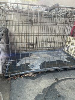 Dog Cage 