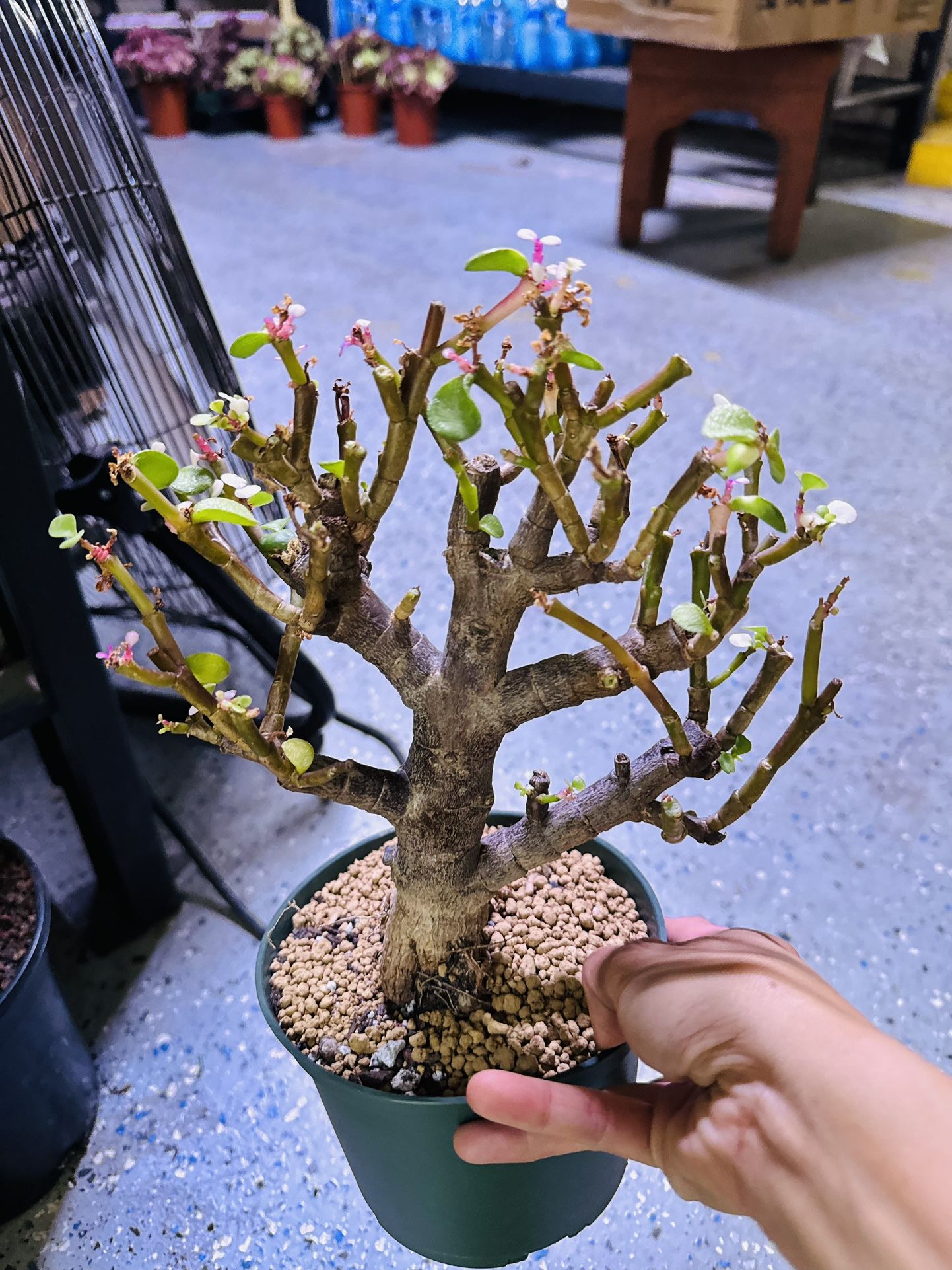Pretty Jade Imported Portulacaria Candy