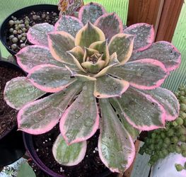 Aeonium Starts