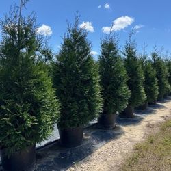 Green Giants For SALE, delivery & Planting