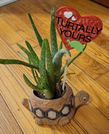 ALOE VERA plant In a Ceramic Turtle Pot