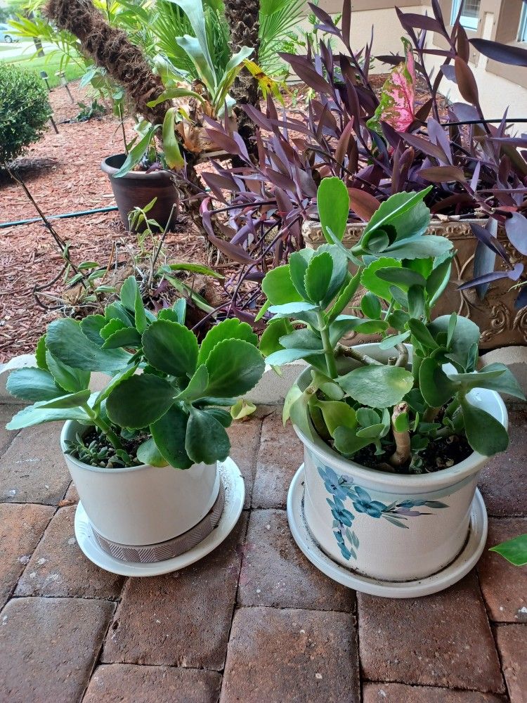 PLANTS