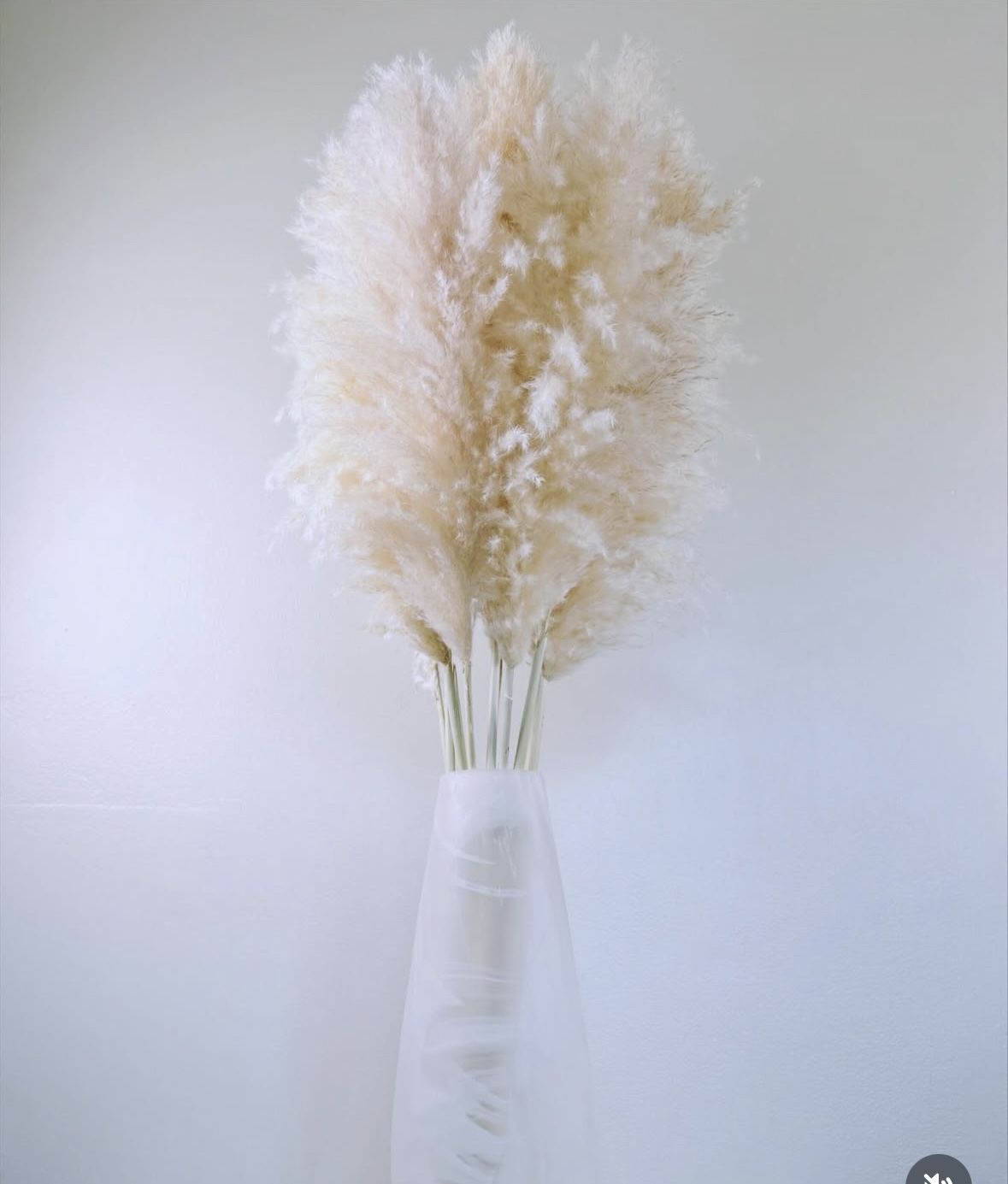Natural Dried Pampas 44’’ Beige