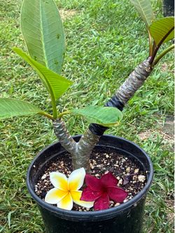 2 Color Plumeria with graft