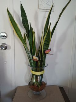 Plant