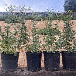 Ruda Plant 