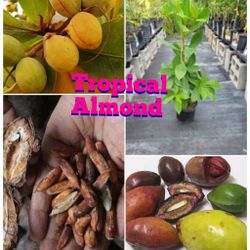 Tropical Almond  Trees  In 3gal  Arboles  De Almendra  Tropical  