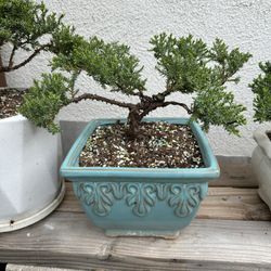 Bonsai Jumper 