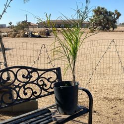 Queen Palm Tree Plant