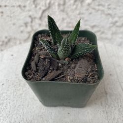 2 Inch Pot Succulent Plant - Aristaloe Aristata - Lace Aloe - Rooted & Established - Drought Resistant 🪴 Great Baby Shower or Wedding Favors