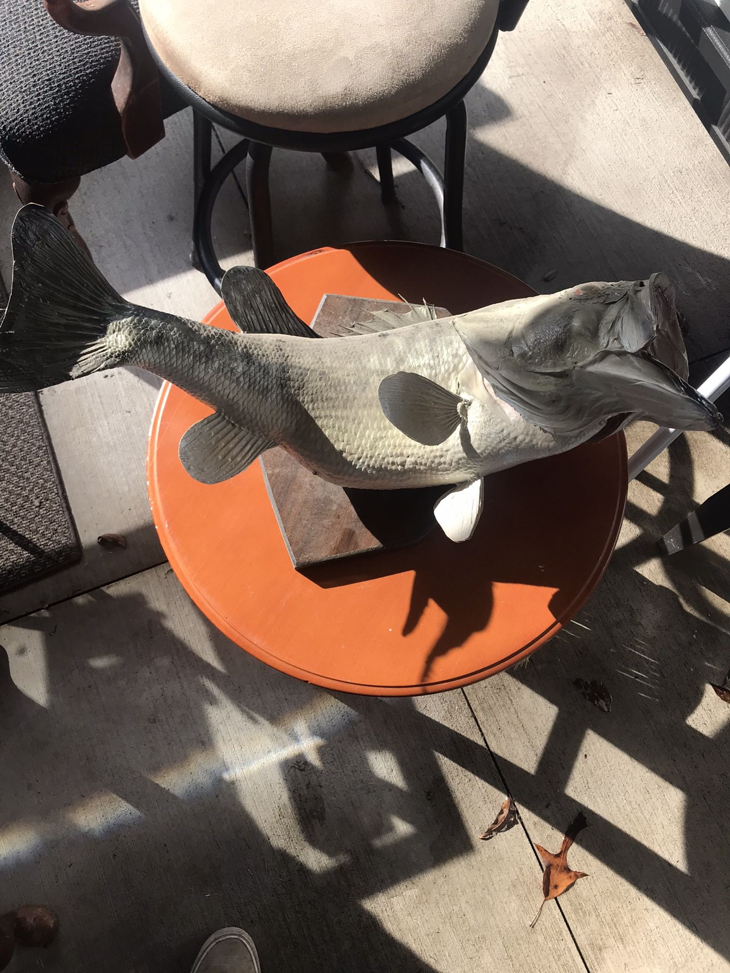 Bass Fish