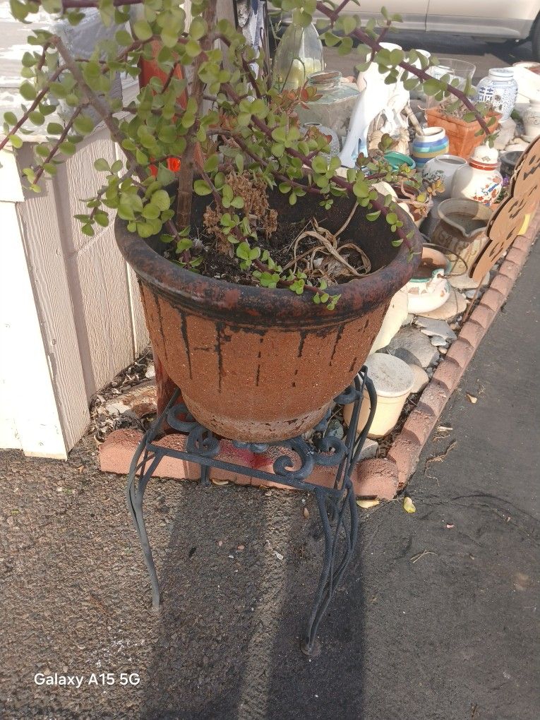 Plant, Pot and Stand