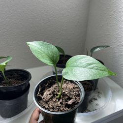 Money Plant each $5