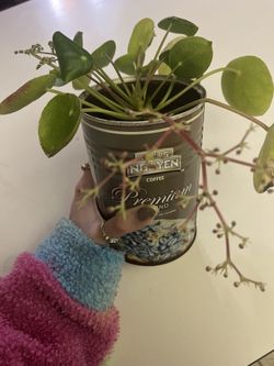 chinese money plant