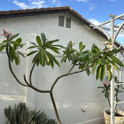 Árbol De Plumeria 