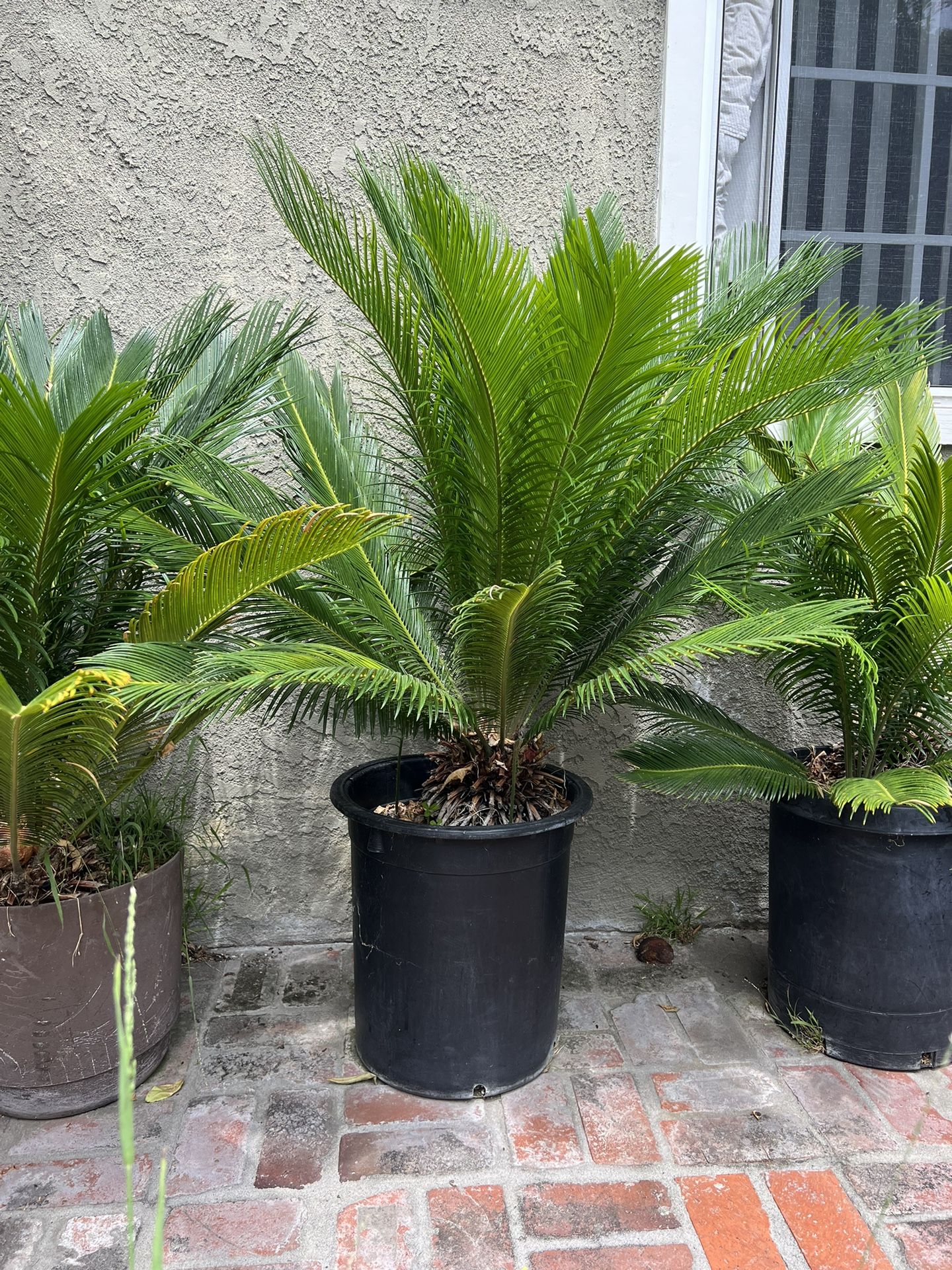 large sago palms