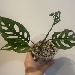 Monstera Adansonii (Swiss cheese plant)