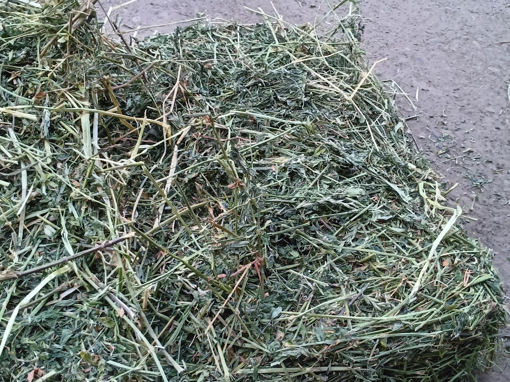 Alfalfa