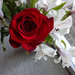 Beautiful Rose 