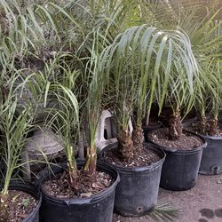 Beautiful Pygmy Palm $$55 Each