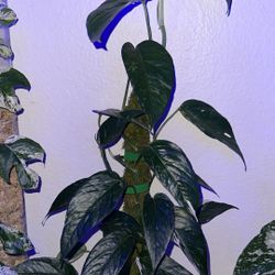 Epipremnum Pinnatum Albo