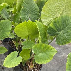 Alocasia “Elephant Ear” - 3gl