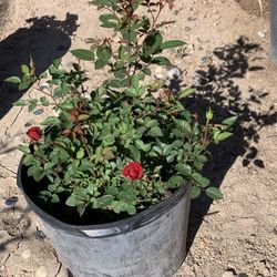 Red Rose