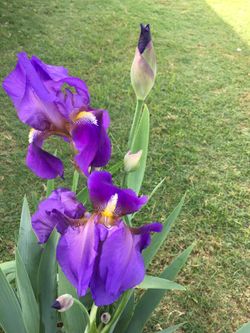 PLANTAS $15 CADA UNA