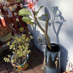 Pink Plumeria 🌸 And String Of Hearts 💕 In Tall Pot