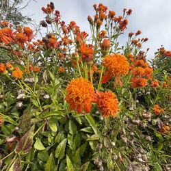 $5 Each Mexican Flame Vine CUTTINGS 