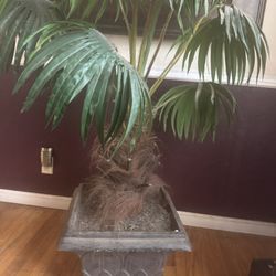 Fake Plant
