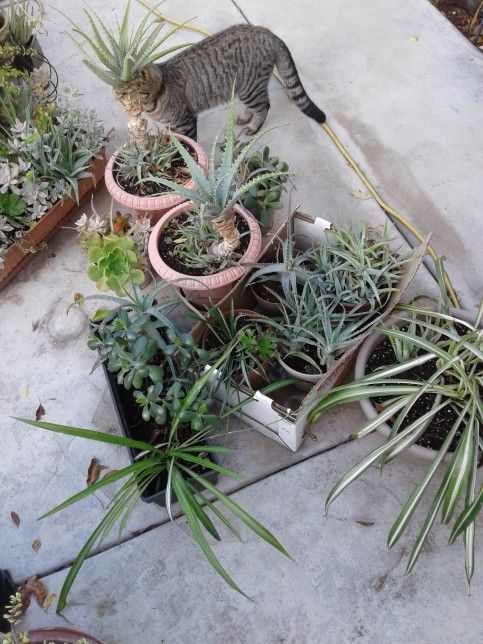 Great Deal 10 PLANTS  20$