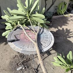 Singapore White Plumeria Cuttings