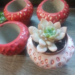Handmade Strawberry Planter With Succulent