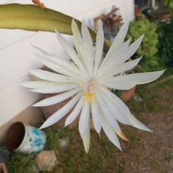 Queen Of The Night Cactus 