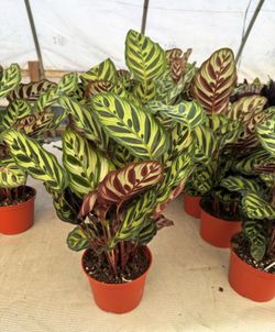 Calathea Makoyana - 6inch