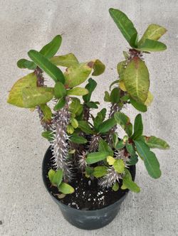 Euphorbia 'Crown of Thorns' in 8" pots