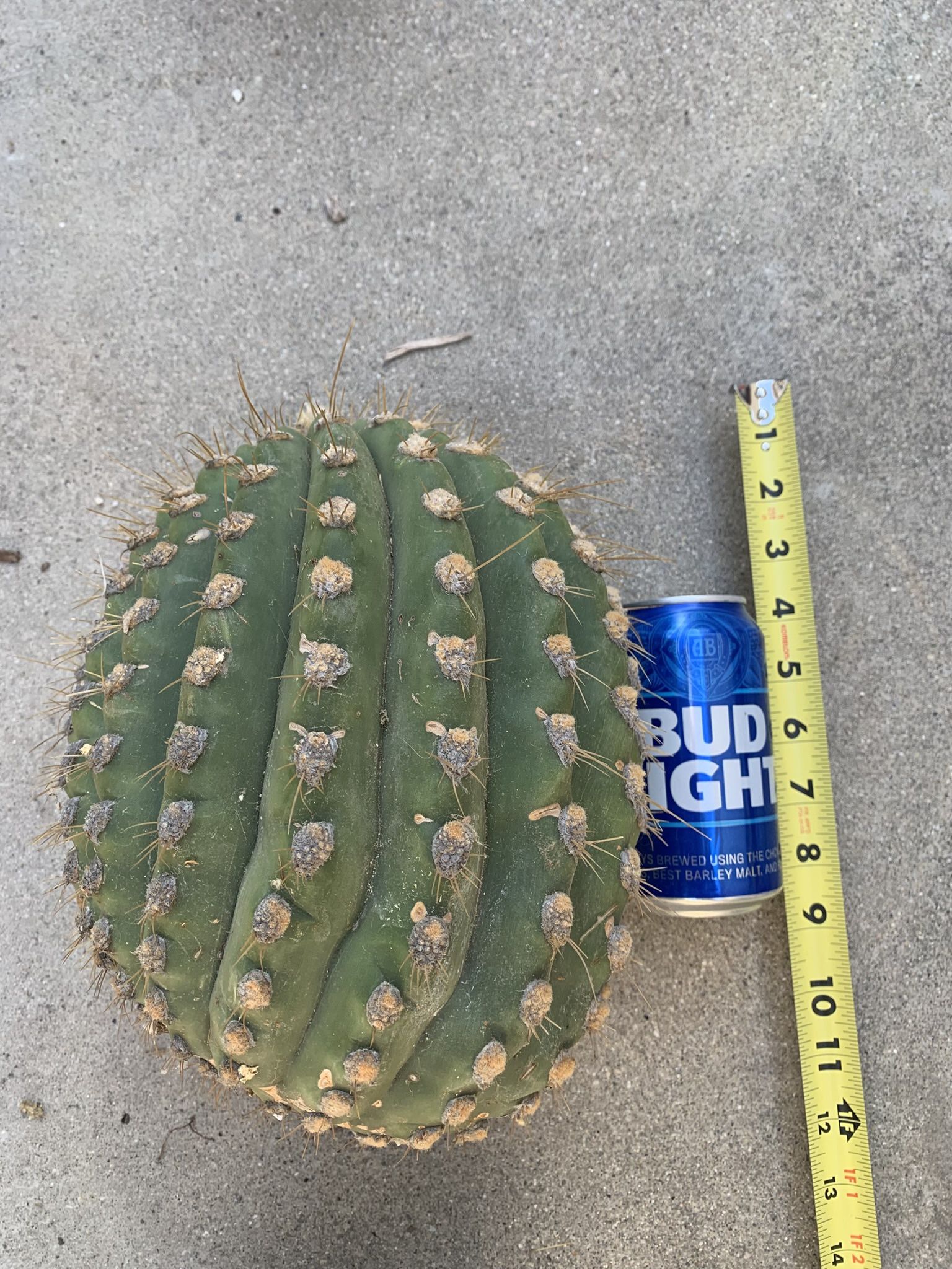 Trichocereus Terschekii