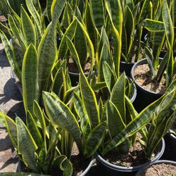 Stripe Snake Plant