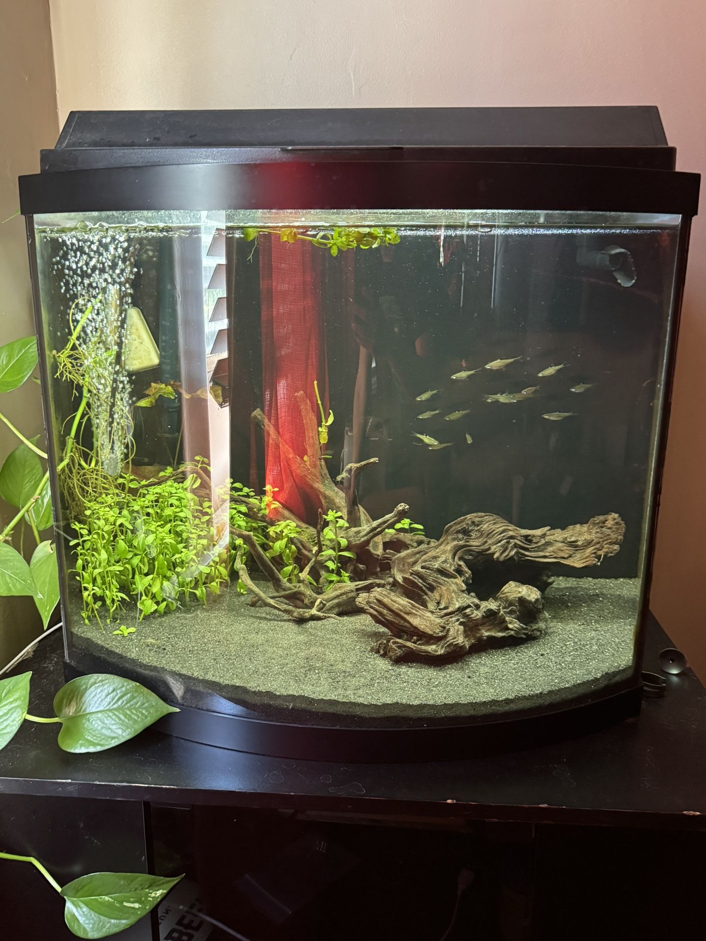 Aquarium With fish and aquatic frogs