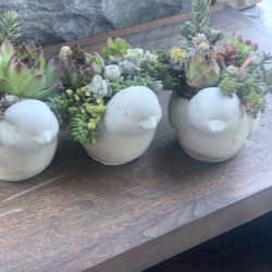 Succulents In Small Cement Bird Planter $10 Each