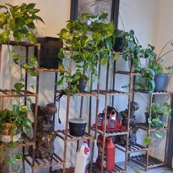 Live Plants!! Different Prices!!