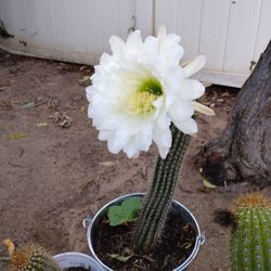 Big Cactus Plant