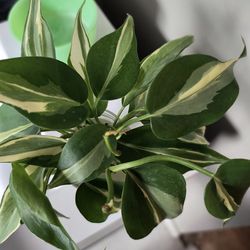 Philodendron Rio propagation cuttings