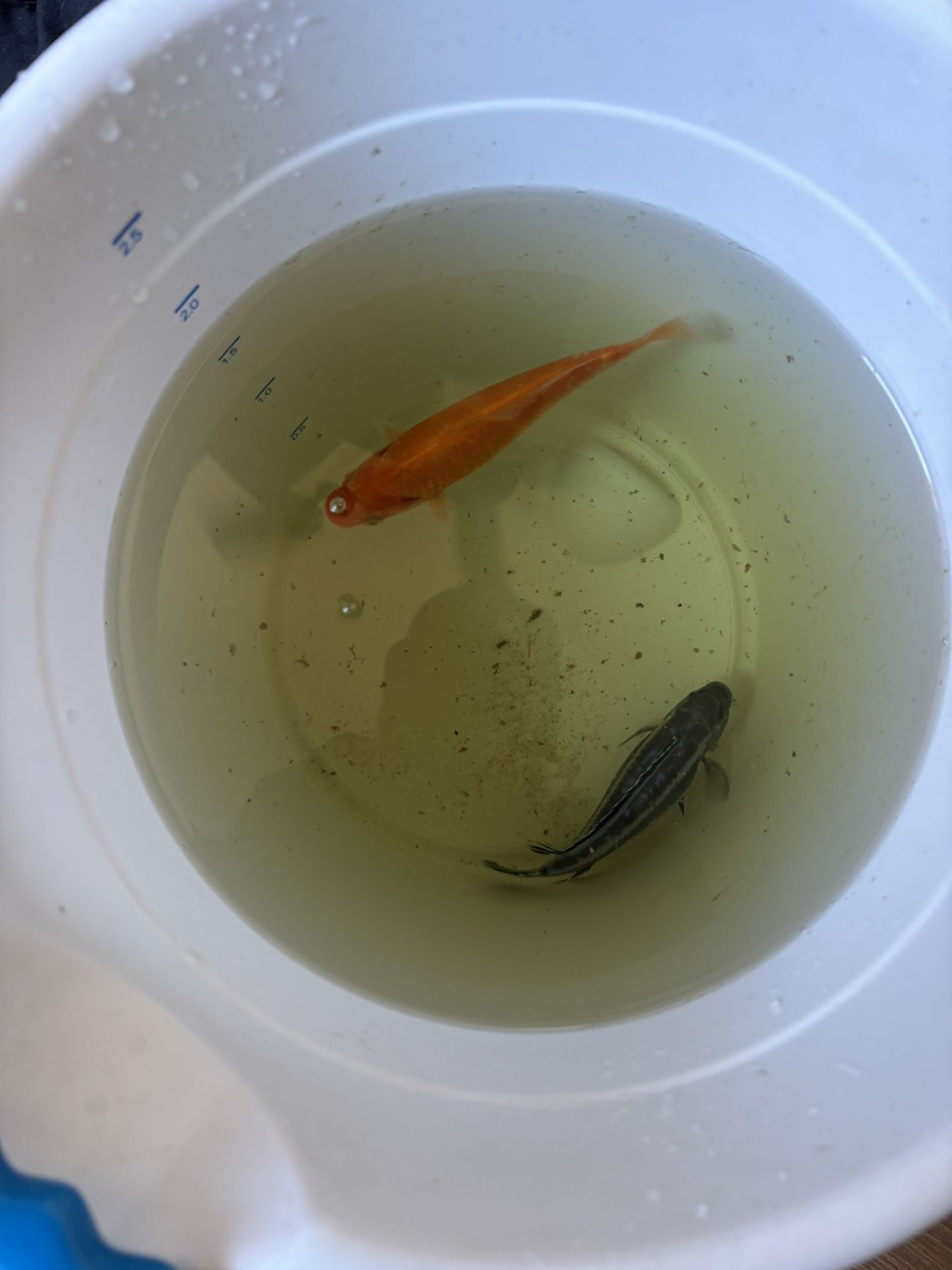 Free Fish Need A Good Home