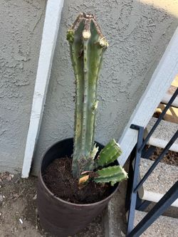 Cactus